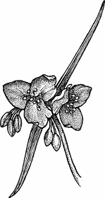 Illustration of spiderwort