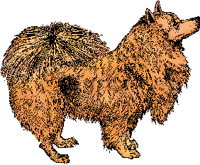 Illustration of spitz