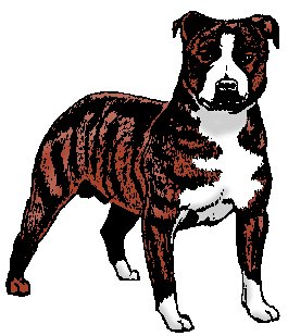 Illustration of <span class=syl>staf</span><span class=syl>ford</span><span class=syl>shire bull terrier</span>