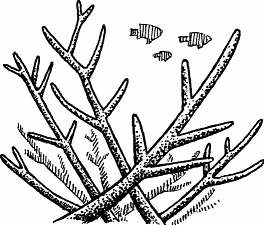 Illustration of staghorn coral