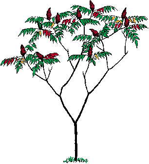 Illustration of staghorn sumac