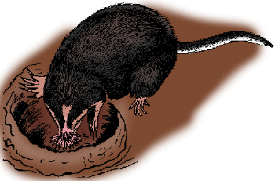 Illustration of star-nosed mole