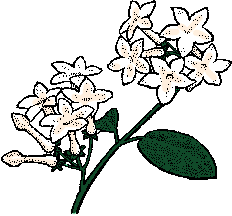 Illustration of stephanotis