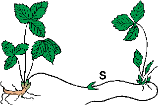 Illustration of stolon