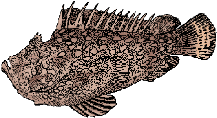 Illustration of stonefish