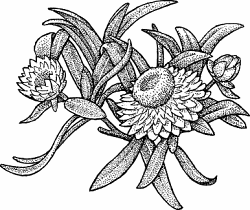 Illustration of strawflower
