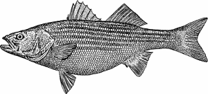 Illustration of striped bass