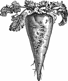 Illustration of sugar beet