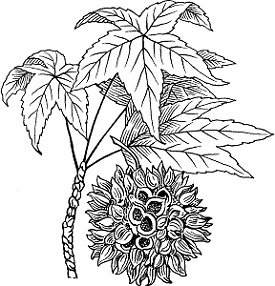Illustration of sweet gum