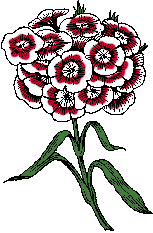 Illustration of sweet william