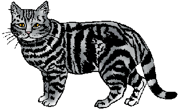 Illustration of tabby
