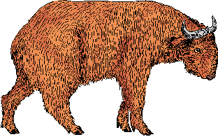 Illustration of takin