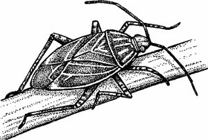 Illustration of tarnished plant bug
