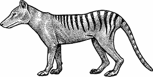 Illustration of tasmanian tiger