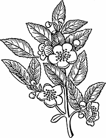 Illustration of tea