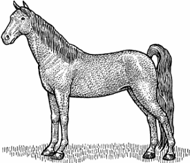Illustration of <span class=syl>ten</span><span class=syl>nes</span><span class=syl>see walking horse</span>