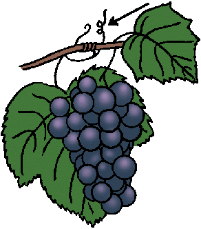 Illustration of tendril