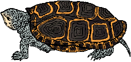 Illustration of terrapin