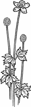 Illustration of thimbleweed