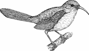 Illustration of thrasher
