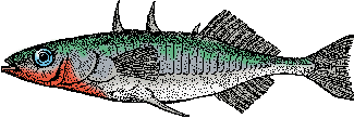 Illustration of <span class=syl>three<span class=sylbreak>-</span>spined stickleback</span>