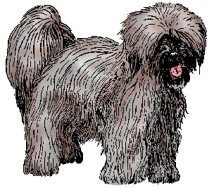Illustration of tibetan terrier