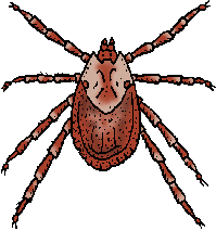 Illustration of tick