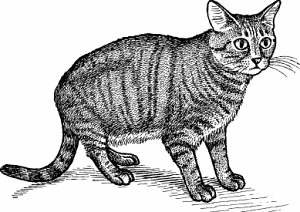 Illustration of tiger cat