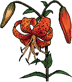 Illustration of tiger lily