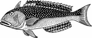 Illustration of tilefish