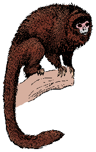 Illustration of titi