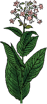 Illustration of tobacco