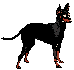 Illustration of <span class=syl>toy man</span><span class=syl>ches</span><span class=syl>ter terrier</span>