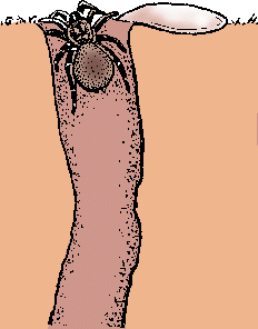 Illustration of trapdoor spider