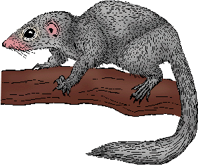 Illustration of tree shrew