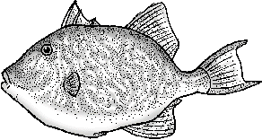 Illustration of triggerfish