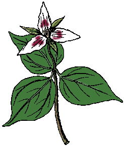 Illustration of trillium