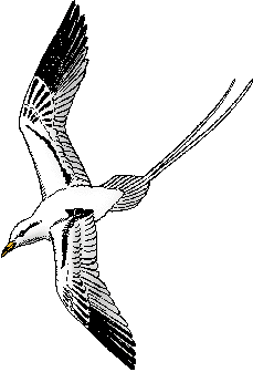 Illustration of tropic bird