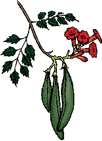 Illustration of trumpet vine