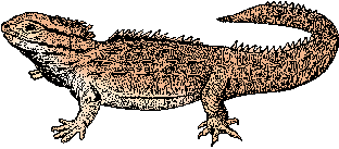 Illustration of tuatara