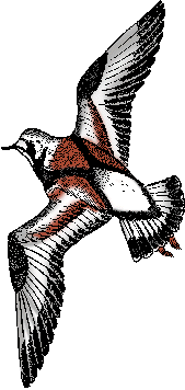 Illustration of turnstone