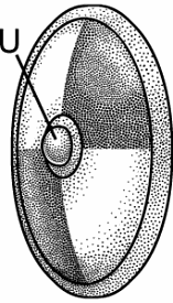 Illustration of umbo