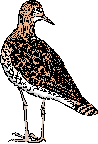 Illustration of upland sandpiper