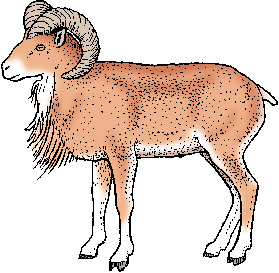 Illustration of urial