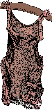 Illustration of vampire bat