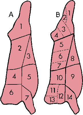 Illustration of veal