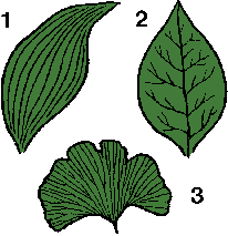 Illustration of venation
