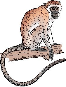 Illustration of green monkey