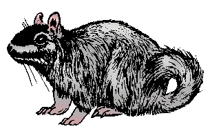 Illustration of viscacha