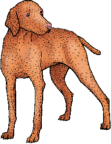 Illustration of vizsla